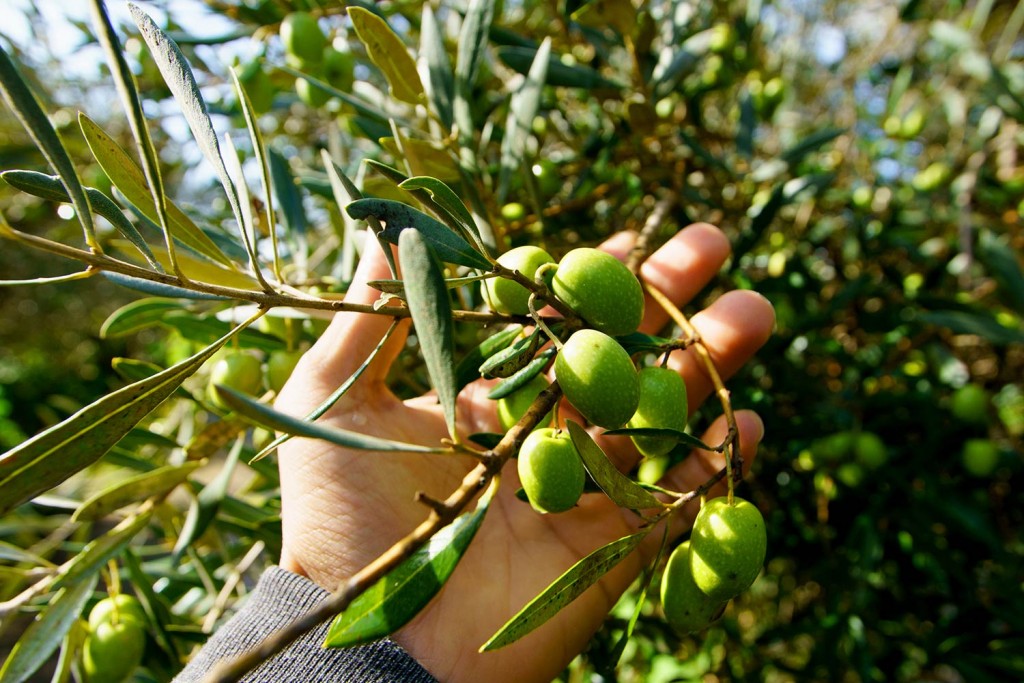 olive carousel-item